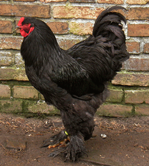 Hühner Schwarz